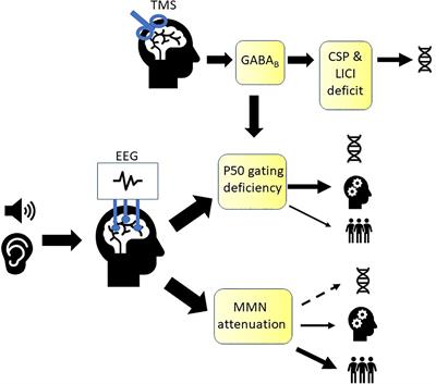 Neurophysiological Biomarkers in Schizophrenia—P50, Mismatch Negativity, and TMS-EMG and TMS-EEG
